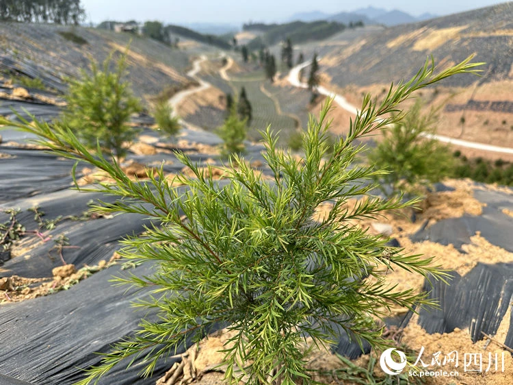 澳洲油茶树。杨紫轩摄