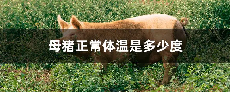 母猪正常体温是多少度