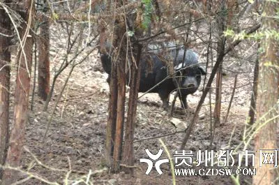 贵州一养殖场无公猪 4头母猪相继怀孕产崽(图)