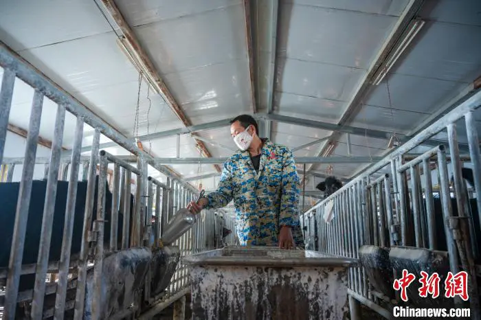 图为饲养人员喂养西藏林芝藏猪。 何蓬磊 摄 图为饲养人员喂养西藏林芝藏猪。 何蓬磊 摄