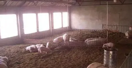 猪舍建造七点注意,降低成本穿越猪周期