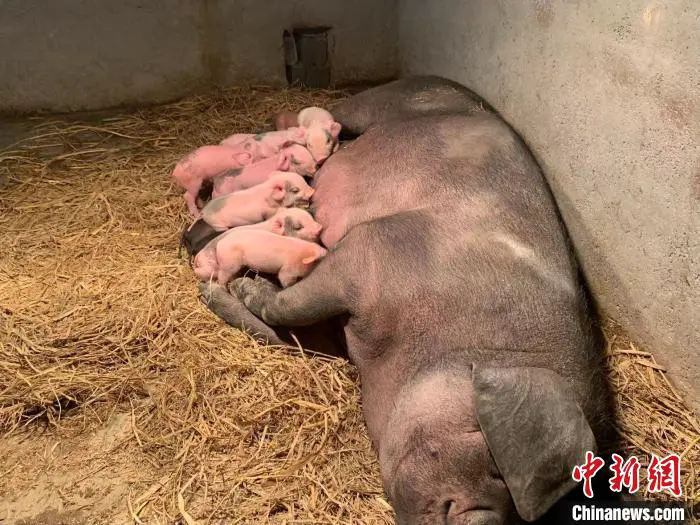 浙江杭州某地生猪养殖场。 王夏琴 摄 浙江杭州某地生猪养殖场。 王夏琴 摄