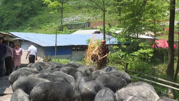 王泽端正在撒玉米将黑猪引到山地  筠连县融媒体中心杨理提供
