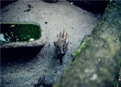野猪-摄图网