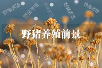 2024年野猪养殖发展前景 趋势预测