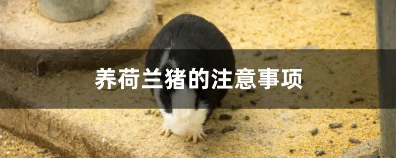 养荷兰猪的注意事项