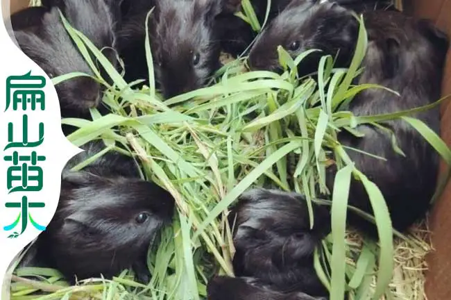 广西荷兰猪养殖