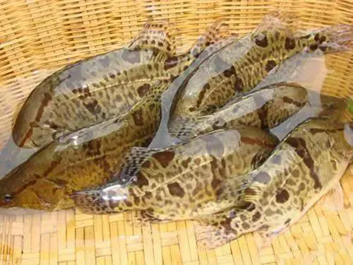 山羊养殖品种_养殖品种_名贵淡水鱼养殖品种