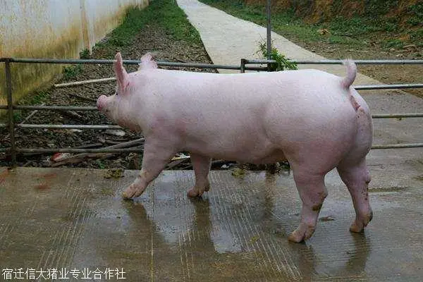运城市活体小猪仔长白母猪养殖基地