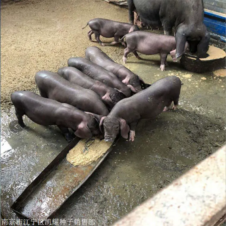 纯种黑母猪繁殖性能高 高产母猪价格 长白母猪 凯耀家禽