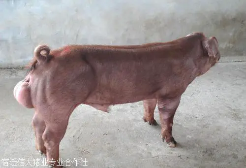运城市活体小猪仔长白母猪养殖基地