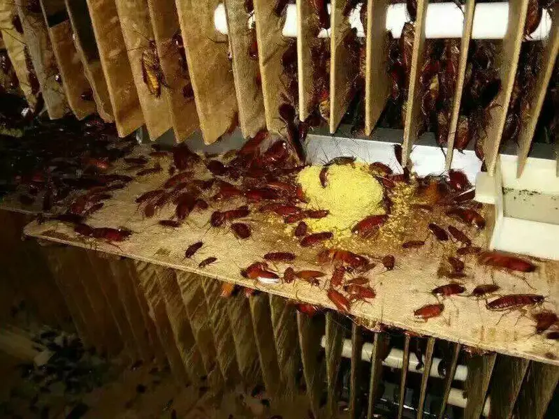 养殖品种_名贵淡水鱼养殖品种_山羊养殖品种