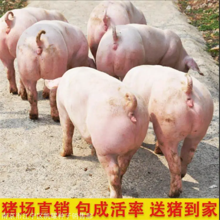 纯种黑母猪繁殖性能高 高产母猪价格 长白母猪 凯耀家禽