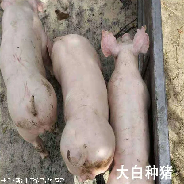 三门峡后背200斤左右母猪价格