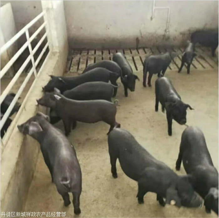 三门峡后背200斤左右母猪价格