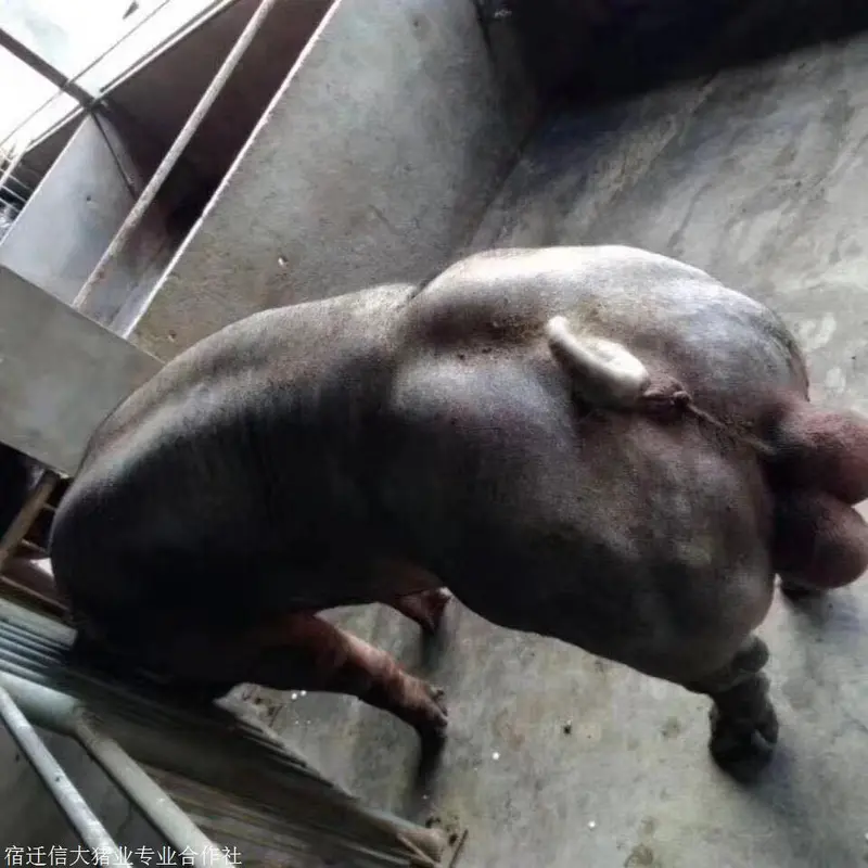 运城市活体小猪仔长白母猪养殖基地