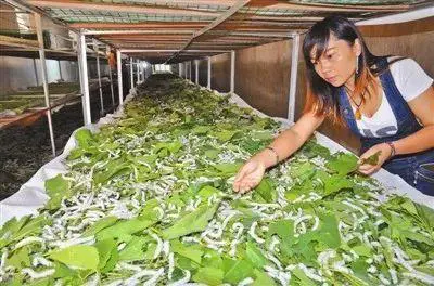 山羊养殖品种_名贵淡水鱼养殖品种_养殖品种