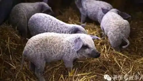 险些被英国人吃绝的神兽 养一头就能同时拥有猪羊狗太划算