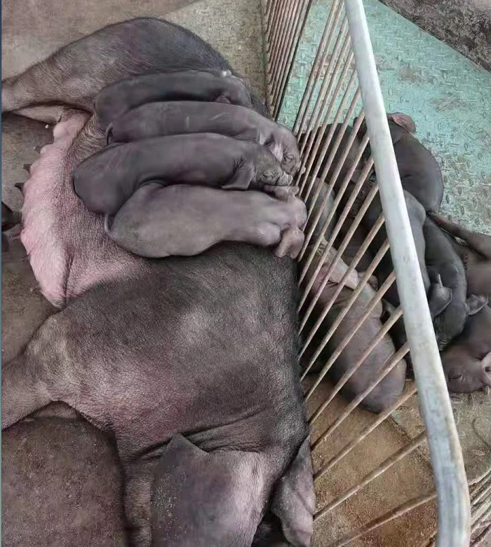 淮南原种黑母猪价格 淮南太湖母猪养殖场 淮南白母猪高产