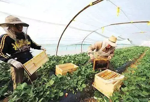 山羊养殖品种_养殖品种_名贵淡水鱼养殖品种