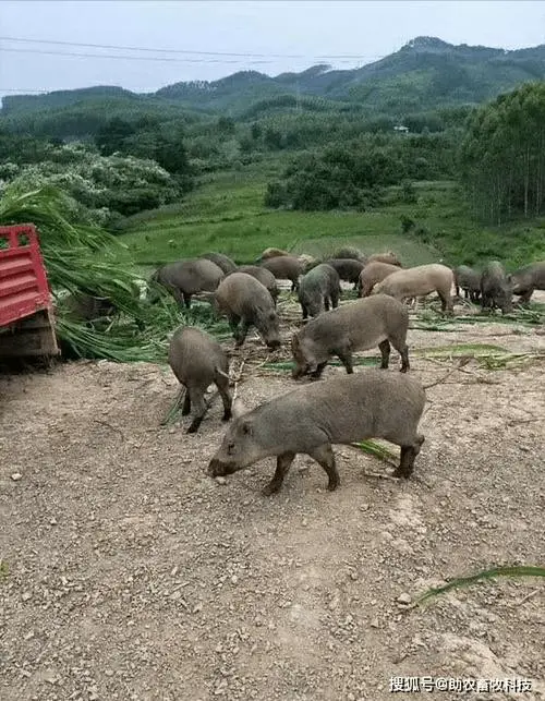 野猪养殖场