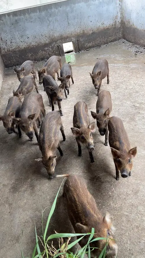 野猪养殖视频