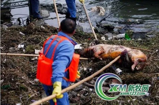死猪江葬养殖户称政府死猪补贴连猪毛都补不了