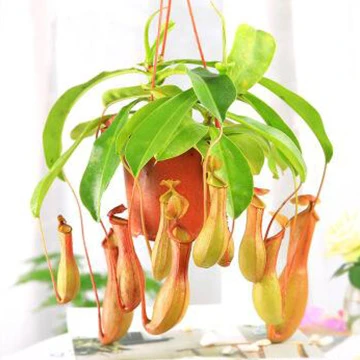 猪笼草的养殖方法