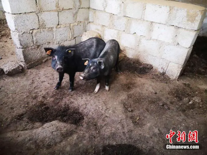 图为藏香猪。 郎朗 摄