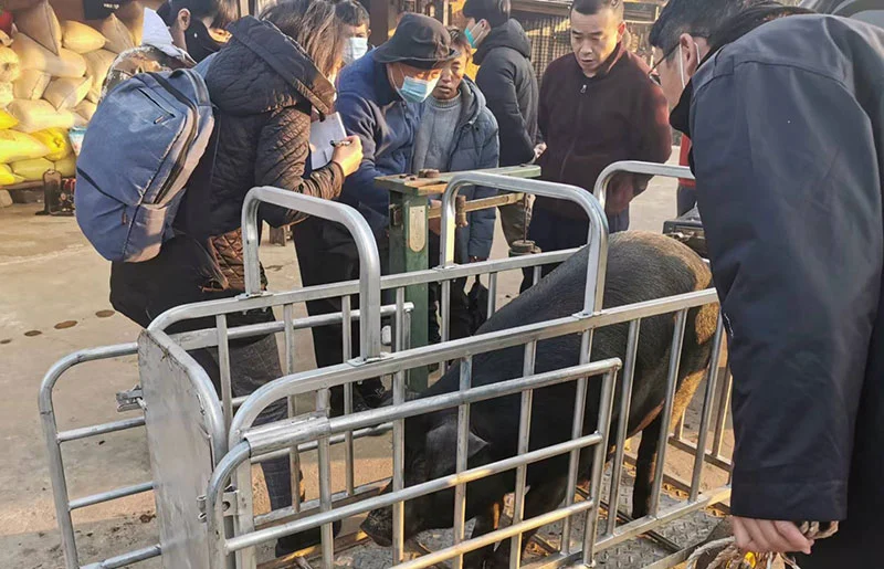 挑选黑毛土猪。澜沧县融媒体中心供图
