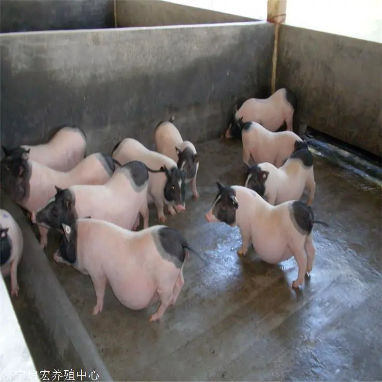  附近有卖香猪的吗 一只成年香猪多少钱 香猪养殖基地