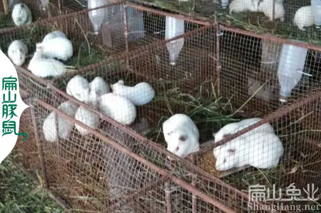 江西白豚鼠养殖场