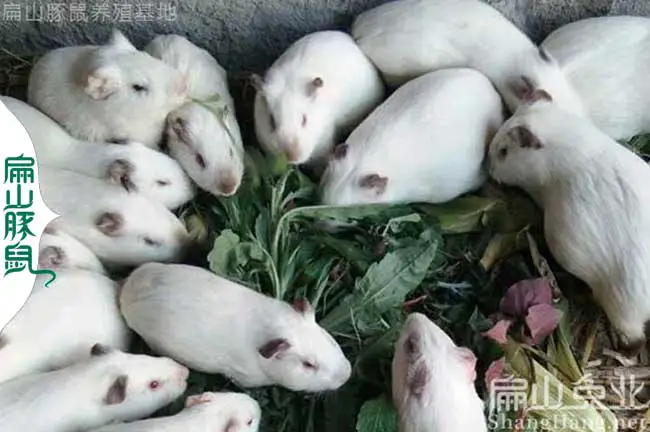 广西白豚鼠养殖