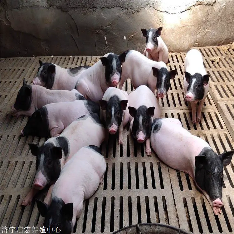  附近有卖香猪的吗 一只成年香猪多少钱 香猪养殖基地