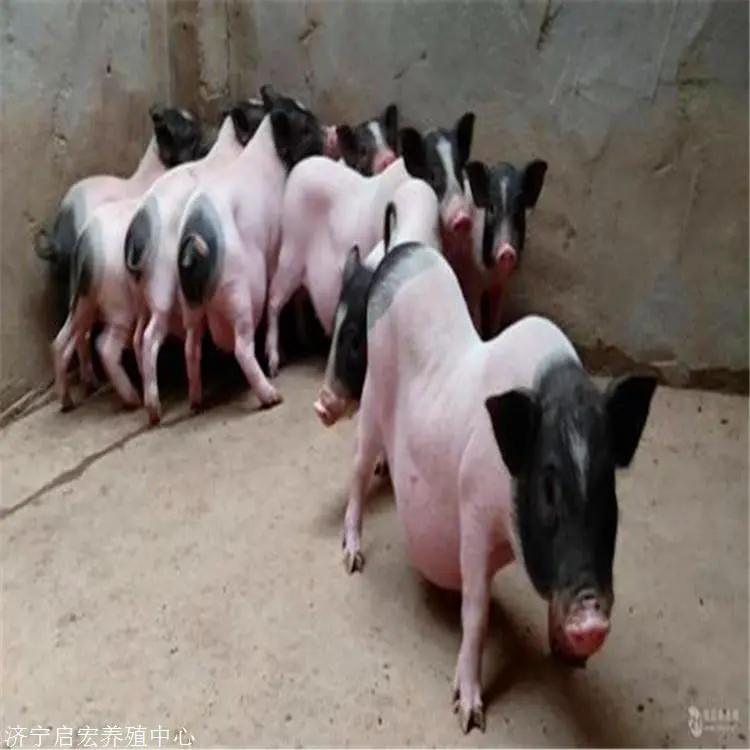  附近有卖香猪的吗 一只成年香猪多少钱 香猪养殖基地