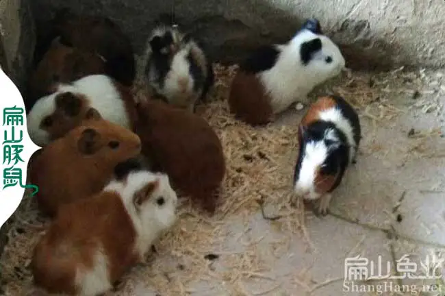 广西彩豚养殖