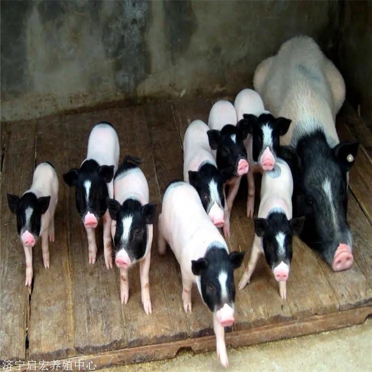  附近有卖香猪的吗 一只成年香猪多少钱 香猪养殖基地