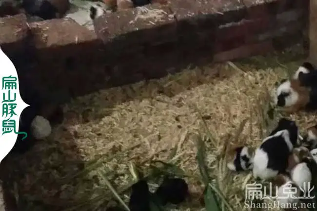 九江花豚养殖场