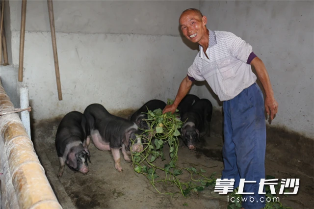 在流沙河镇码联村，信少军将小花猪养得油光毛亮，盼着成为帮他脱贫的“金猪”。 记者 张禹 摄