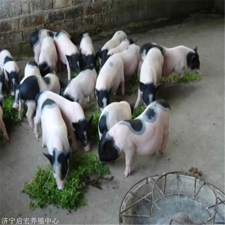  附近有卖香猪的吗 一只成年香猪多少钱 香猪养殖基地