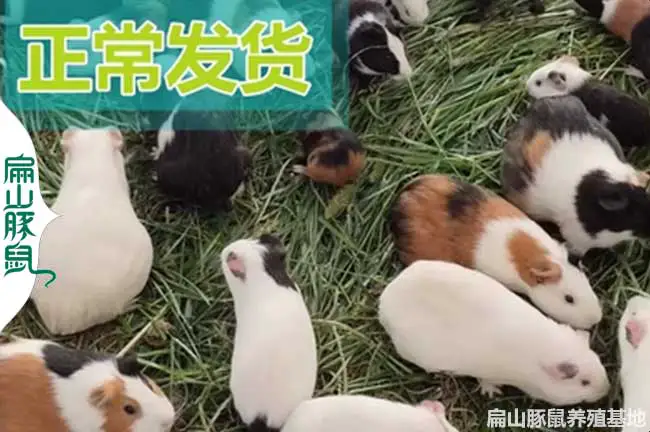 南昌白豚养殖基地