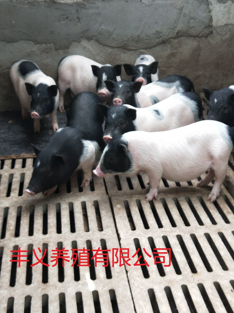 湖北巴马香猪养殖基地迷你小香猪价格免费提供技术