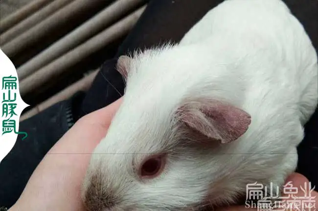 赣州白豚养殖场