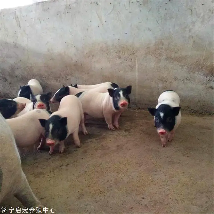  附近有卖香猪的吗 一只成年香猪多少钱 香猪养殖基地