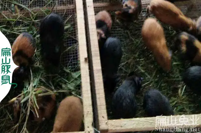 江西实验树养殖