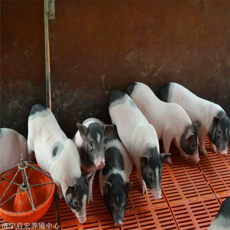  附近有卖香猪的吗 一只成年香猪多少钱 香猪养殖基地
