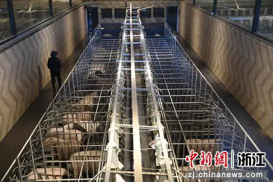 工作人员在两头乌猪“安胎房”内查看情况。 王刚供图