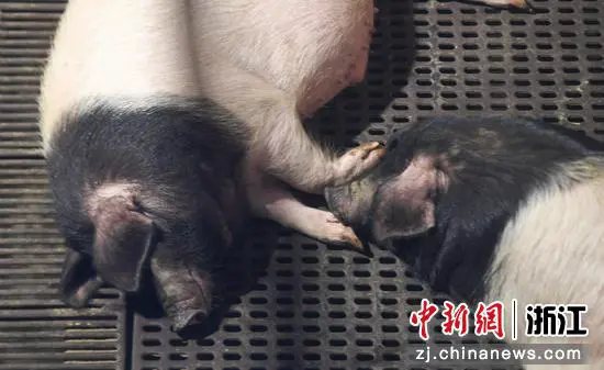 两头乌猪在猪舍内休息。 王刚供图