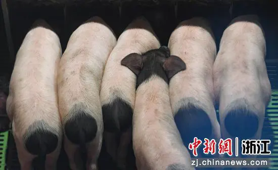 众多两头乌幼猪在进食。 王刚供图