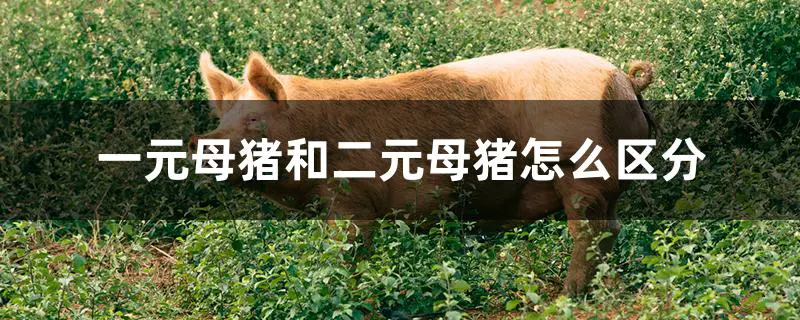 一元母猪和二元母猪怎么区分